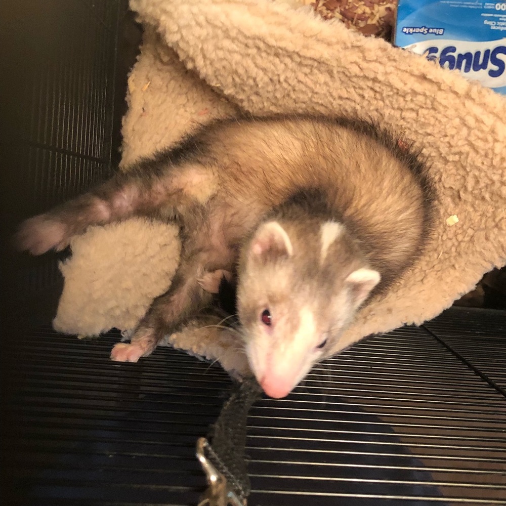 ISO ferret cage horse tack and dog toys not stufed